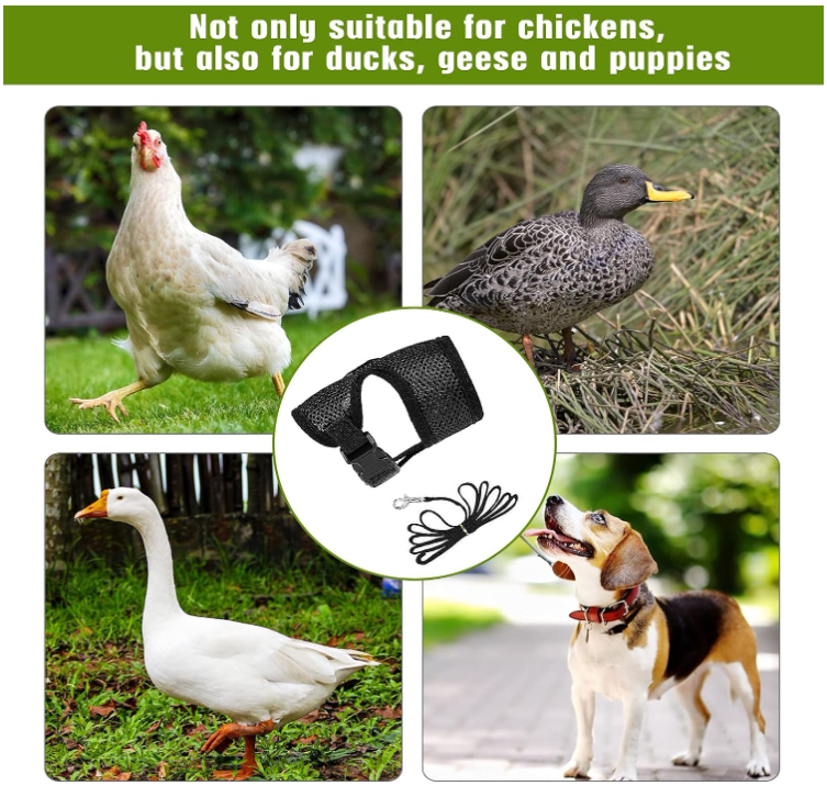 Adjustable Poultry Harness and Leash - Sprinting Home